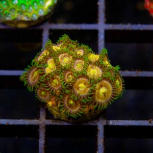 WWC Laser Lemon Zoa