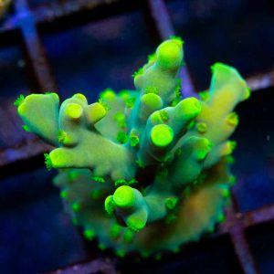 Yellow Caroliniana