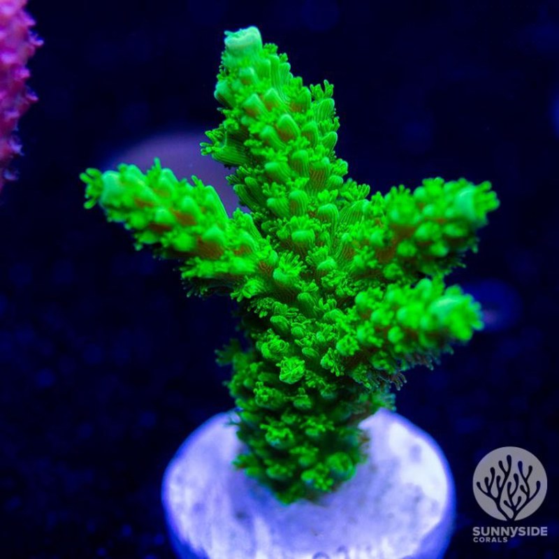 Bali Green Slimer