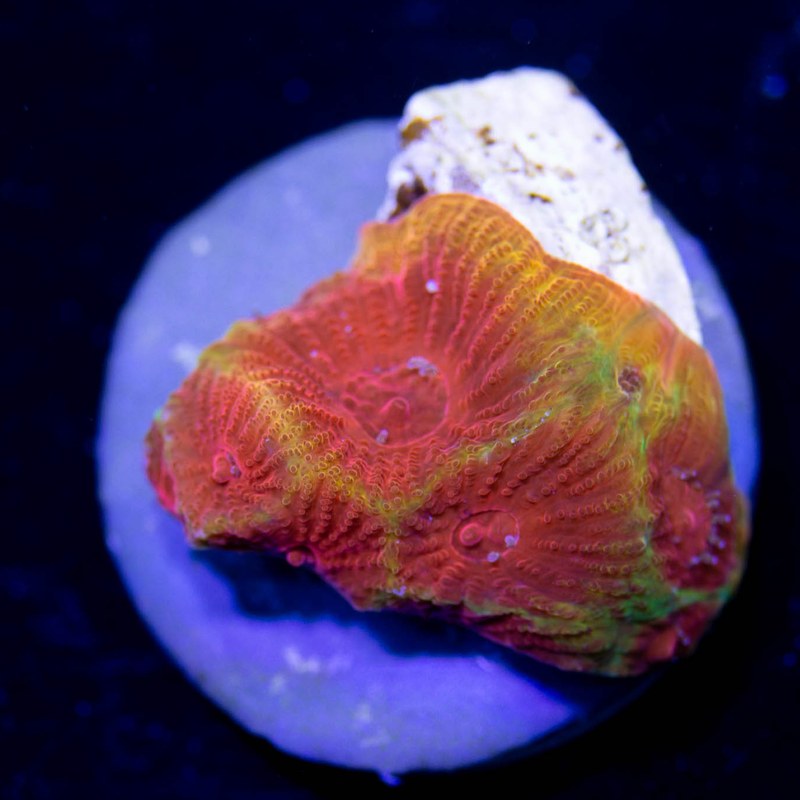 Cherry Corals Darth Maul Favia