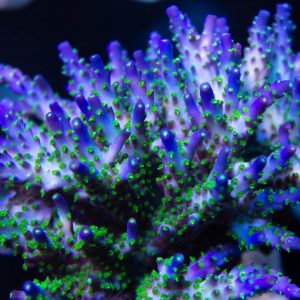 SSC Starry Night Acropora