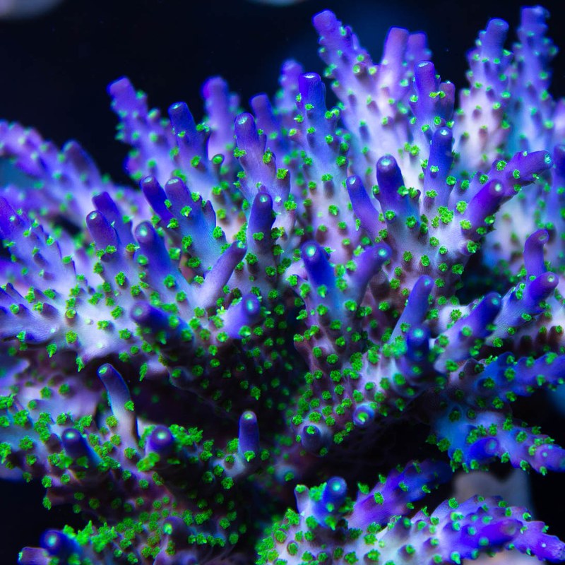 SSC Starry Night Acropora