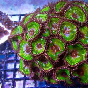 Grandis Palythoa