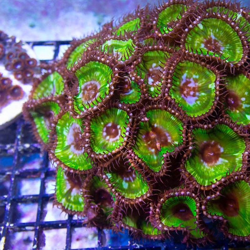 Grandis Palythoa