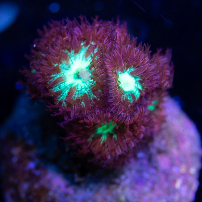 Mint Kiss Blastomussa Merletti