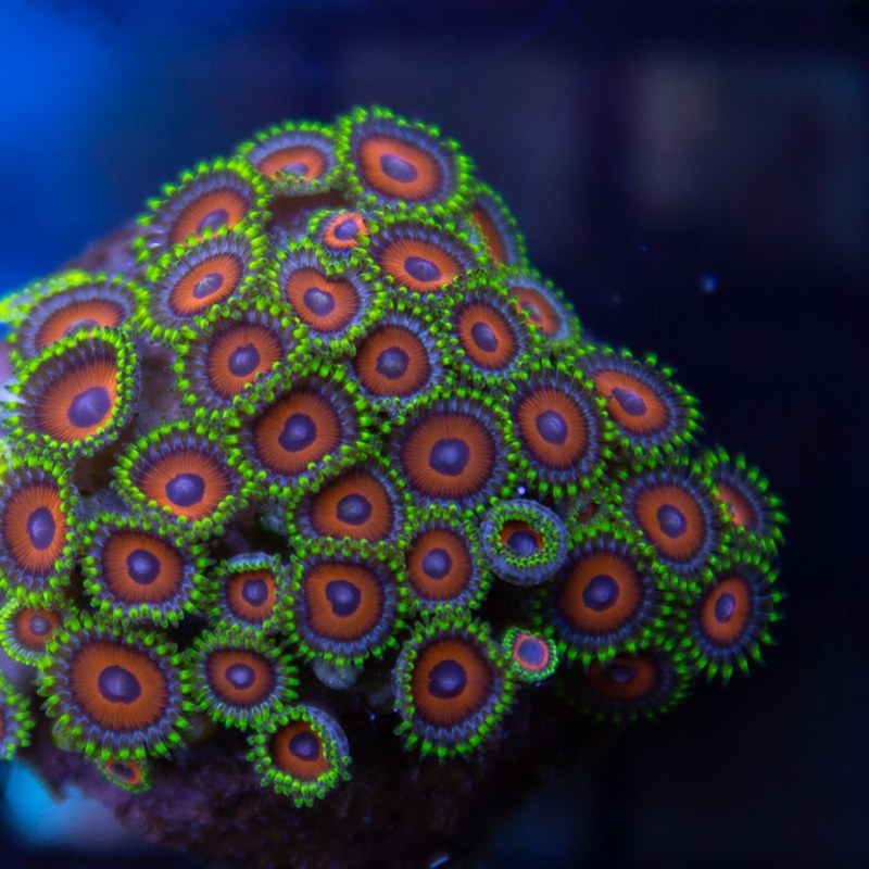 Eagle Eye Zoanthid