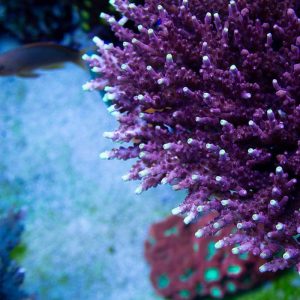 JF Fox Flame Acropora Coral, Acro Coral, SPS Coral
