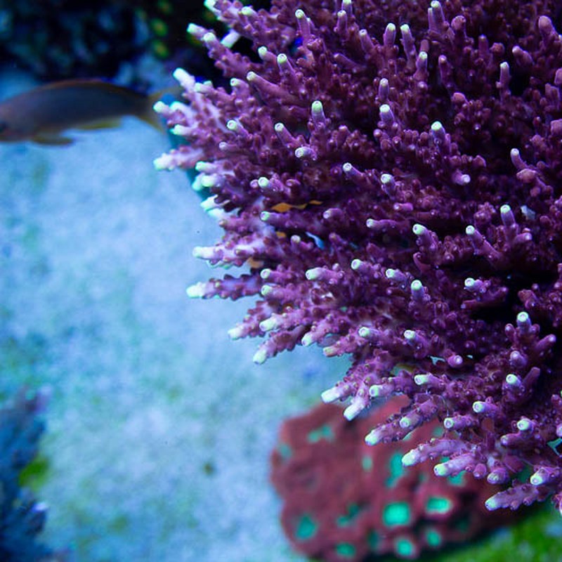 JF Fox Flame Acropora Coral, Acro Coral, SPS Coral