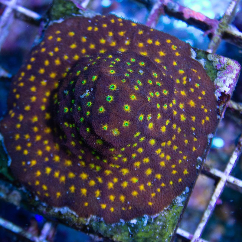 Jason Fox Outer Space Psammacora Coral, Sps Coral