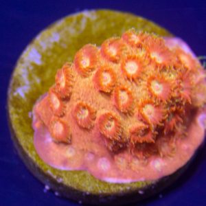 JF Spellbound Cyphastrea