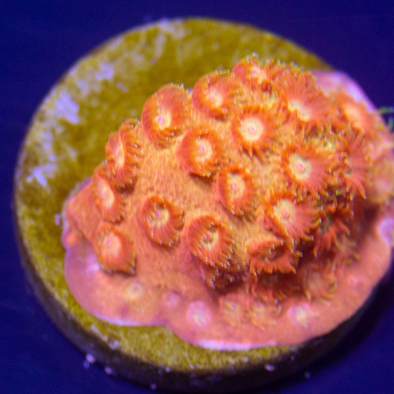 JF Spellbound Cyphastrea