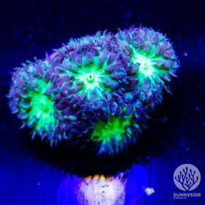 Green and Purple Blastomussa Merletti