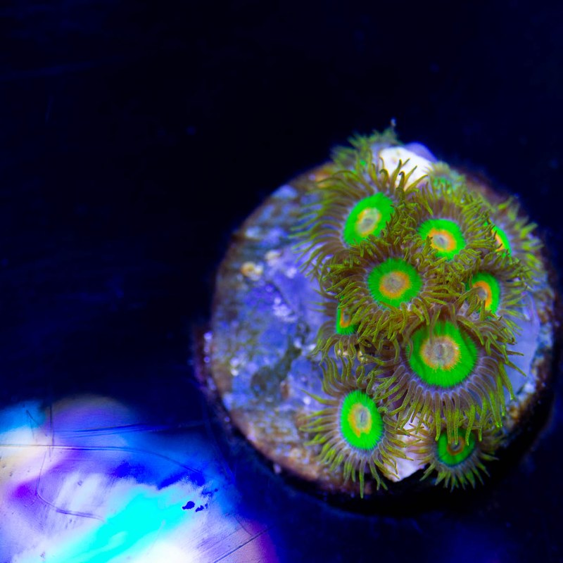 Rastas Zoanthid
