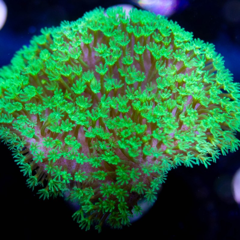 Neon Green Toadstool
