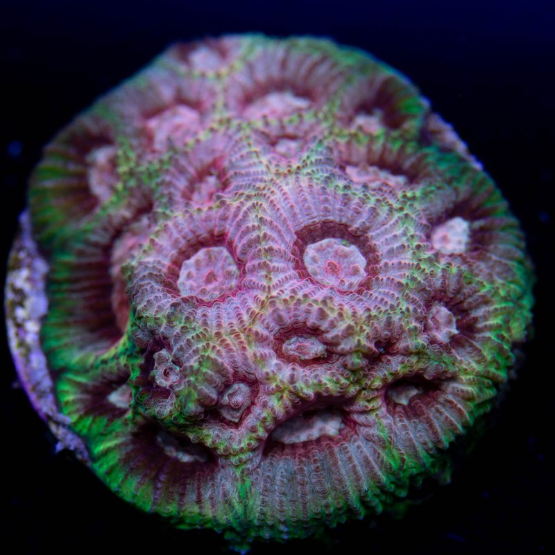 Tyree War And Peace Favia Coral