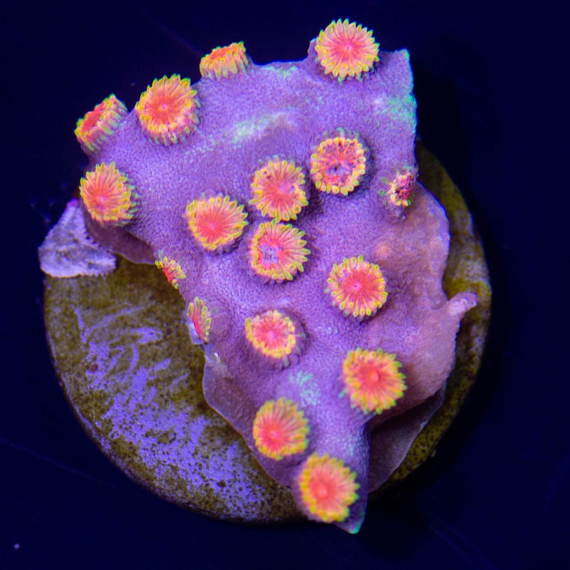WWC Bizarro Cyphastrea Coral