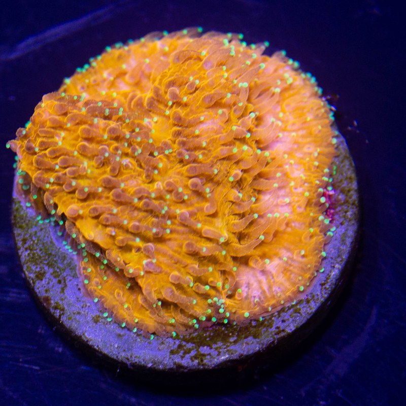 WWC C3Po Lithophyllon