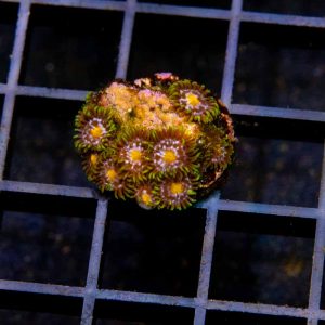Blowpop Zoa