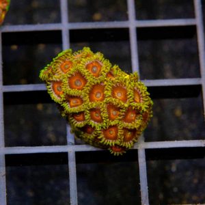 Eagle Eye Zoa
