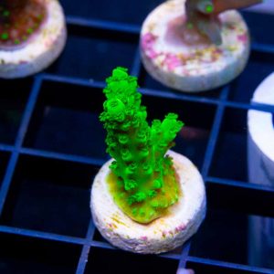 Green Slimer