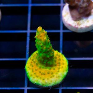 TGC Orange Creamsicle