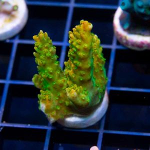 TGC Orange Creamsicle – Lrg