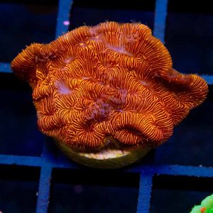 Orange Lepto