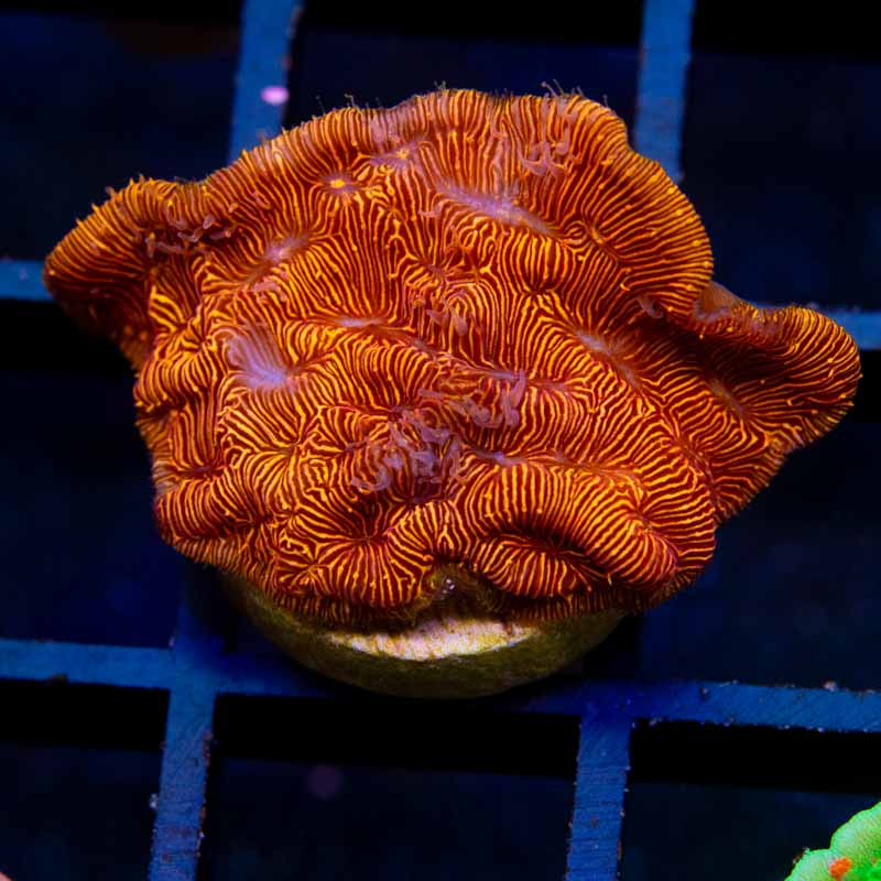 Orange Lepto