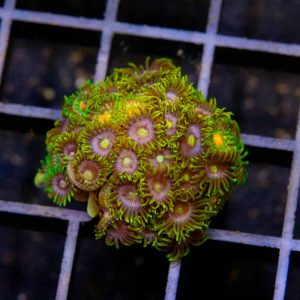 Purple Nurple & Green Bay Zoa Mix