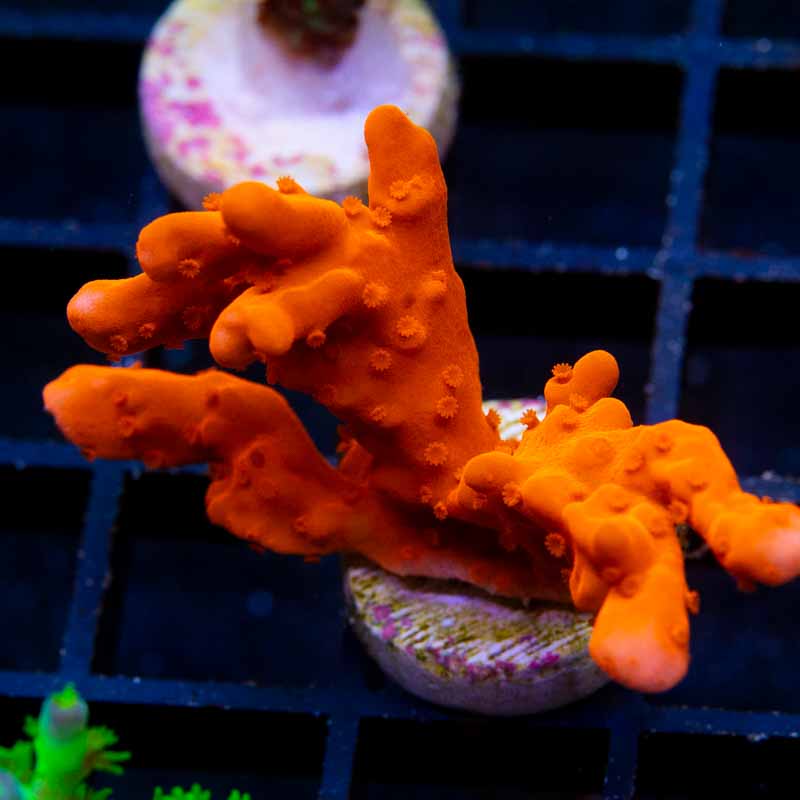 Setosa