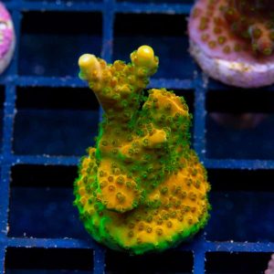 TGC Orange Creamsicle