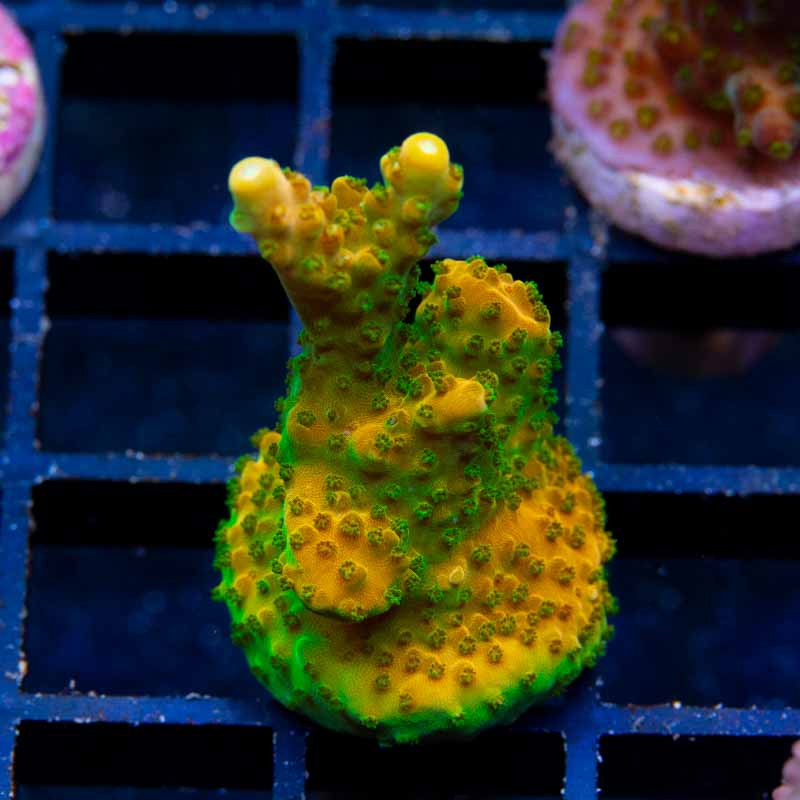 TGC Orange Creamsicle