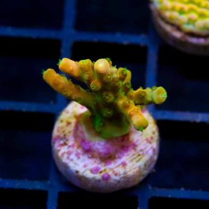 TGC Orange Creamsicle2
