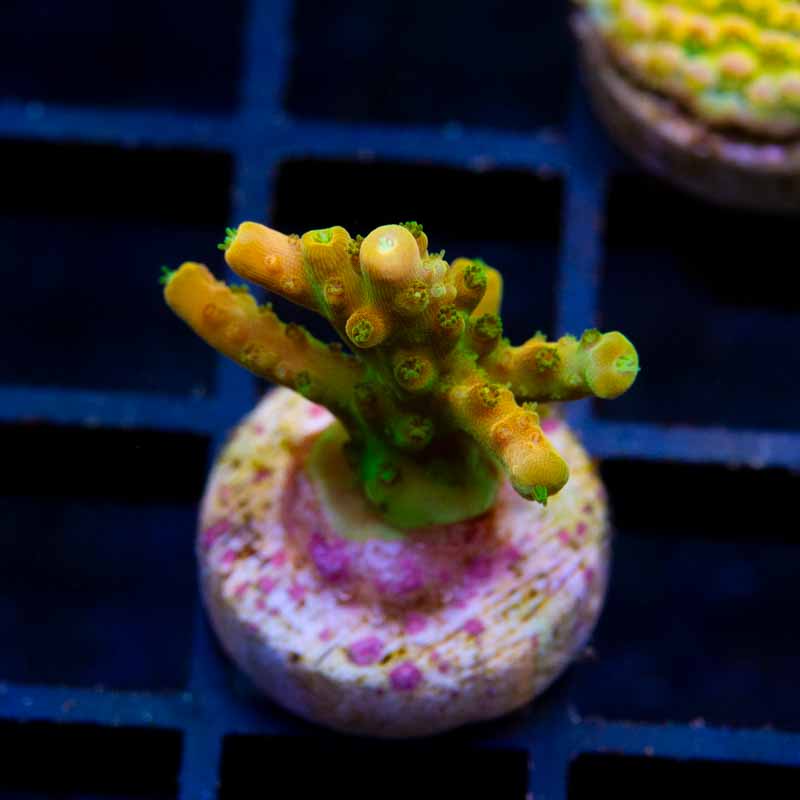 TGC Orange Creamsicle2