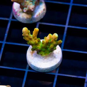 TGC Tropicana