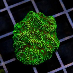 Toxic Platy