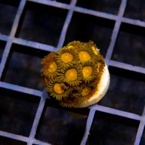 Tutti Frutti Zoa