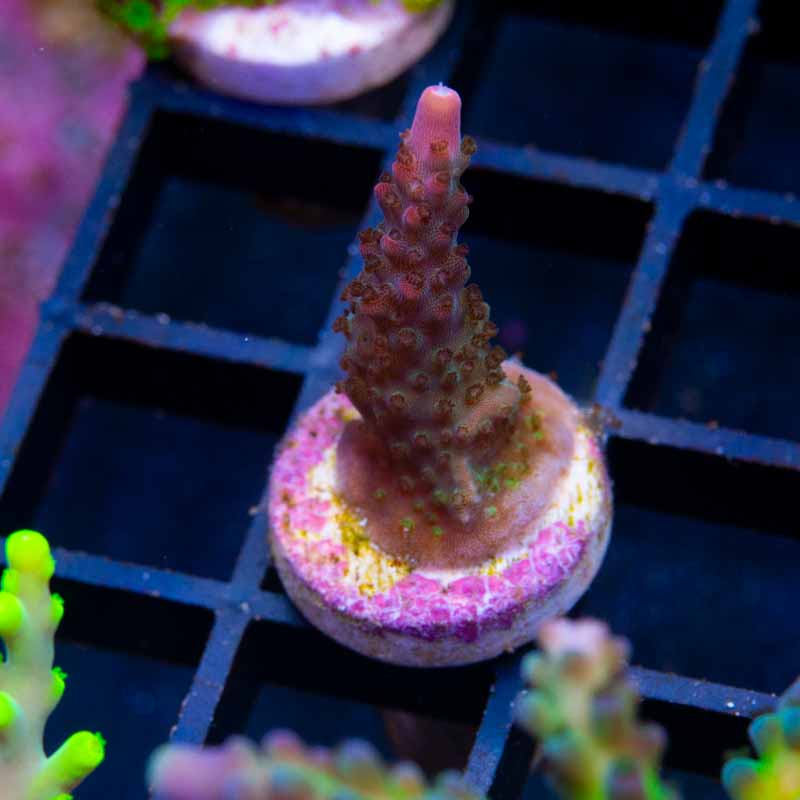 Tyree Tierra Del Fuego