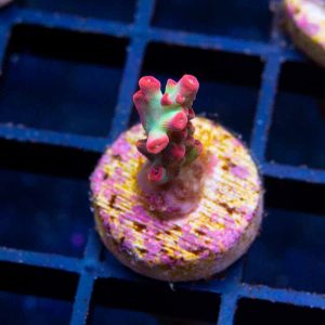 Vivid Supercake