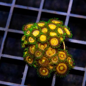 WWC Laser Lemon Zoa