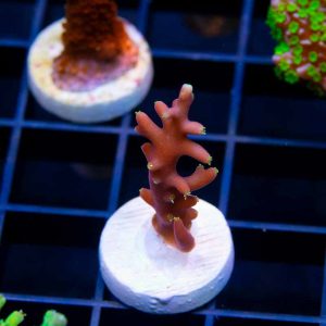 WWC Little Red Ferrari