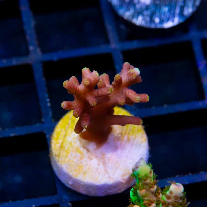 WWC Little Red Ferrari
