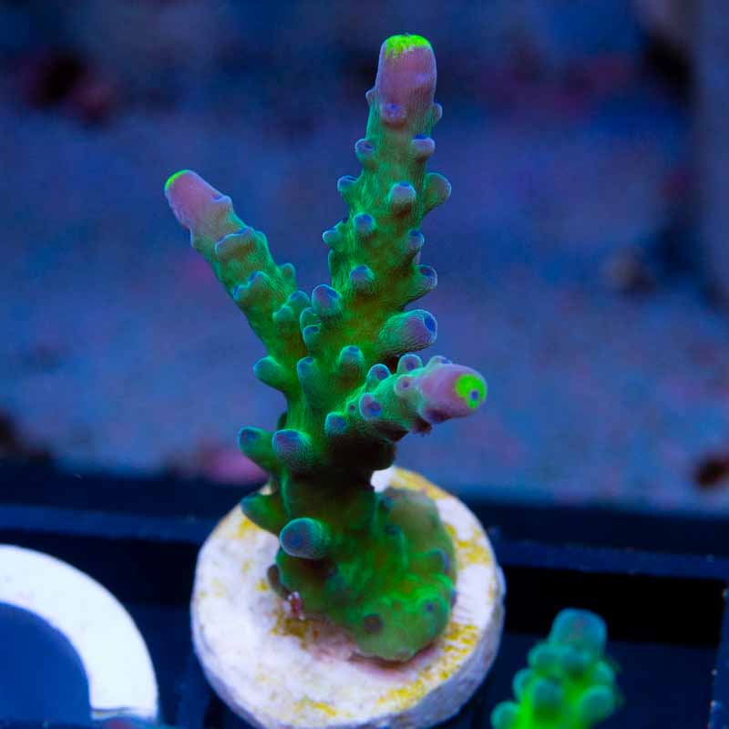 Yellow Tip