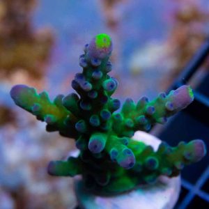 Yellow Tip – Lrg